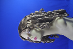 costume   wigs
