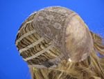 Fashion accessories